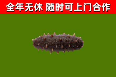 花都烟酒回收干海参.jpg